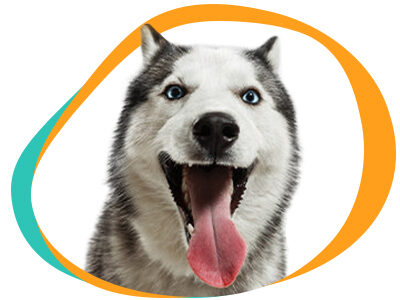 Уход за собаками