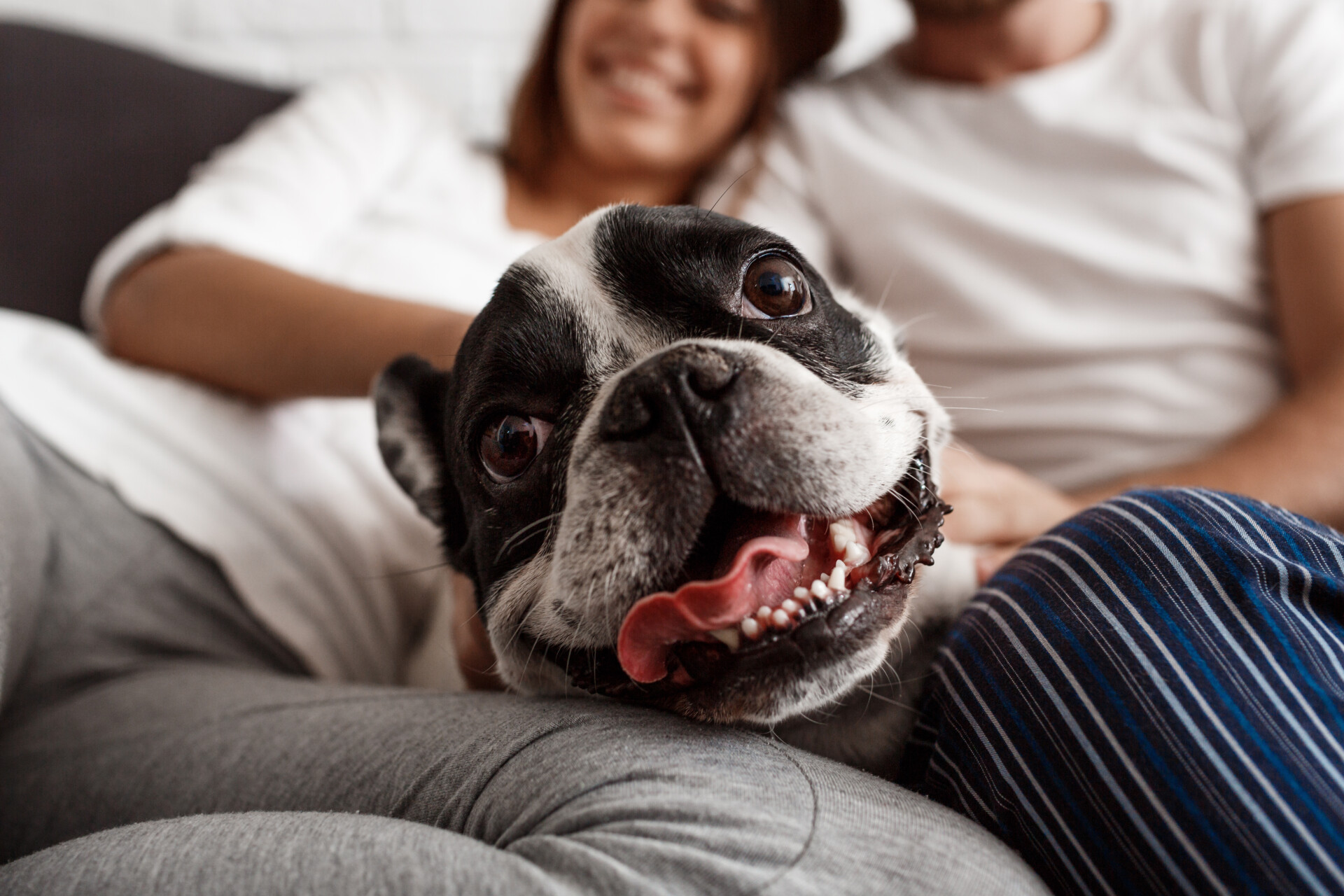 Кожен собака. Страх перед животными. Happy Dog реклама. Покорная собака фото. Хозяин.